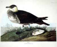 Jager. From "The Birds of America" (Amsterdam Edition) [Pl. 253]