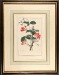 Kennedia coccinea (Kennedy's Pea)