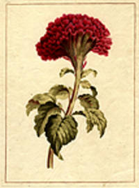 Coxcomb [Pl. 71]
