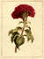 Coxcomb [Pl. 71] by  John (1742-1815) EDWARDS from Donald Heald Rare Books - Used Book