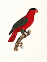 Vari&eacute;t&eacute; du Lori &agrave; collier [Purple-naped Lory (Lorius domicellus)] [Pl. 95 (bis)]