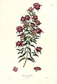 Osbeckia angustifolia [Pl. 251]