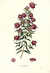 Osbeckia angustifolia [Pl. 251] by  Nathaniel (1786-1854) WALLICH from Donald Heald Rare Books - Used Book