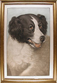 A Famous Newfoundland Dog