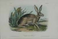 Californian Hare [Pl. 112]