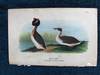 Plate 2 Horned Grebe, from Report on the Birds of Pennsylvania (1890)