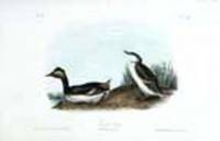 Eared Grebe [Pl. 482]