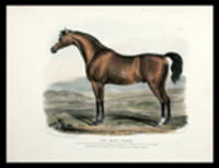 The Race Horse. Stallion, Vestris, 11 Years old, the Property of Mr. Hutchins of Cregane Castle, by Whalebone, out of Verennes, dam of Albert