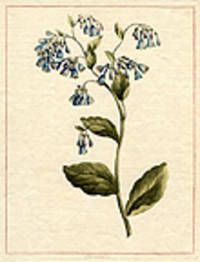 Pulmonaria