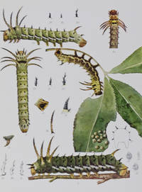 Memoirs of the National Academy of Sciences. Volume IX. Monograph of the Bombycine Moths of North America, Including Their Transformations and Origins of the Larval Markings and Armature. Part II. Family Ceratocampidae, Subfamily Ceratocampinae