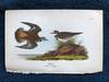 Plate 11 Killdeer, from Report on the Birds of Pennsylvania (1890)