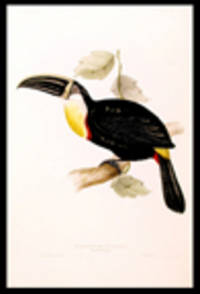 Ramphastos osculans. Osculant Toucan [Ramphastos osculans]