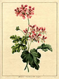 Geraniums Terebinihinums De Cordefolio [Pl. 20]