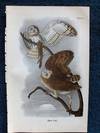 Plate 17 Barn Owl, from Report on the Birds of Pennsylvania (1890)