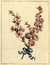Double blossom Peach & Almond blossom [Pl. 77] by  John (1742-1815) EDWARDS from Donald Heald Rare Books - Used Book