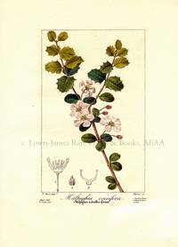 Melastoma cymosa. Flore des Jardiniers, Amateurs et Manufacturiers d'apres les dessins de Bessa Melastoma cymosa. Flore des Jardiniers, Amateurs et Manufacturiers d'apres les dessins de Bessa