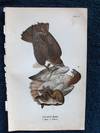 Plate 15 Red-Tailed Hawk, from Report on the Birds of Pennsylvania (1890)