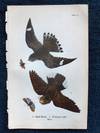 Plate 23 Night-Hawk - Whip-Poor-Will, from Report on the Birds of Pennsylvania (1890)