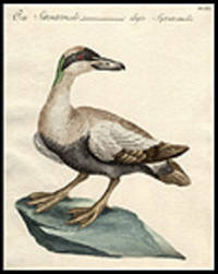 Oca Settentronale [Northern Goose] [Pl. 562]