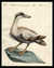 Oca Settentronale [Northern Goose] [Pl. 562] by  Lorenzo LORENZI & Violante VANNI  Saverio (1723-1784) from Donald Heald Rare Books - Used Book