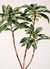 Spurge laurel (Daphne laureola), with small green flowers with red centres by  Jacob (circa 1687-1740) VAN HUYSUM from Donald Heald Rare Books - Used Book