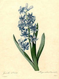 Jacanthe d'Orient [Common Hyacinth]