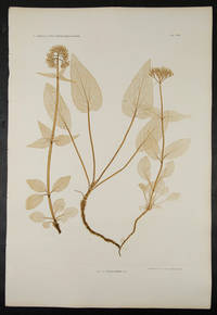 Valeriana montana [Pl. 604]