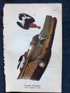 Plate 21 Red Headed Woodpecker, from Report on the Birds of Pennsylvania (1890)