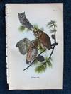Plate 18 Screech Owl, from Report on the Birds of Pennsylvania (1890)
