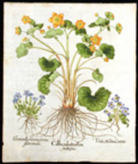 Caltha palustris flore multiplici [Marsh marigold]; Viola Martia Canina [March violet]; Gentianella minima verna flore coeruleo [Spring gentian]