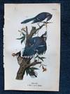 Plate 25 Blue Jay, from Report on the Birds of Pennsylvania (1890)