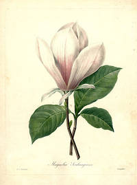 Magnolia Soulangiana [Magnolia]