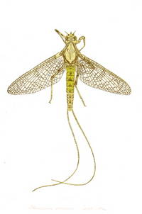 MAYFLIES OF THE DRIFTLESS REGION
