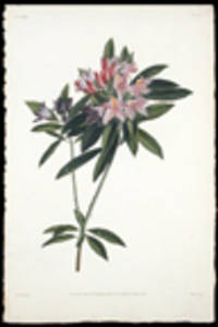 Rameau de Rosage du Levant, ou Rhododendron ponticum [Pl. 48]
