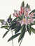 Rameau de Rosage du Levant, ou Rhododendron ponticum [Pl. 48] by  Jean Louis (active circa 1760-circa 1810) PREVOST from Donald Heald Rare Books - Used Book