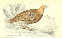 The Naturalist's Library. Ornithology. Gallinaceous Birds Plate 2 Perdix Montana (The Mountain Partridge) The Naturalist's Library. Ornithology. Gallinaceous Birds Plate 2 Perdix Montana (The Mountain Partridge)