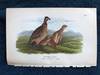 Plate 12 Bob-White; Quail, from Report on the Birds of Pennsylvania (1890)