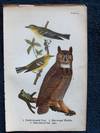 Plate 19 Yellow-Throated Vireo - Blue Winged Warbler - Great Horned Owl, from Report on the Birds of Pennsylvania (1890)