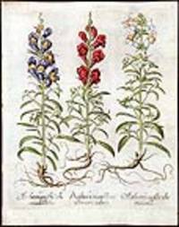 [Garden Snapdragons] Anthirrinum flore albo oris rubris; Anthirrinum flore albo oris luteis; Anthirrinum flore albo oris rubentibus [Garden snapdragons]