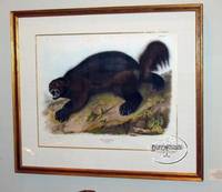 Plate XXVI Wolverine. Gulo Luscus, Lin (Linnaeus).  The Viviparous Quadrupeds of North America
