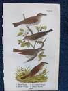 Plate 100 Wood Thrush - Olive-backed Thrush - Hermit Thrush - Wilsons Thrush, from Report on the Birds of Pennsylvania (1890)