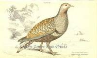 The Naturalist's Library. Ornithology. Plate 25 Pterocles Arenarius (The Banded Sand Grouse- Male) The Naturalist's Library. Ornithology. Plate 25 Pterocles Arenarius (The Banded Sand Grouse- Male)