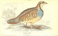 The Naturalist's Library. Ornithology. Gallinaceous Birds Plate 5 Perdix Chukar (The Chuckar Partridge) The Naturalist's Library. Ornithology. Gallinaceous Birds Plate 5 Perdix Chukar (The Chuckar Partridge)