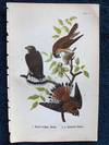 Plate 16 Broad Winged Hawk - Sparrow Hawk, from Report on the Birds of Pennsylvania (1890)