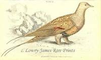 The Naturalist's Library. Ornithology. Plate 23 Syrheptes Pallassii (Pallas's Sand Grouse) The Naturalist's Library. Ornithology. Plate 23 Syrheptes Pallassii (Pallas's Sand Grouse)