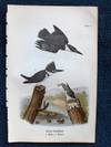 Plate 20 Belted Kingfisher, from Report on the Birds of Pennsylvania (1890)