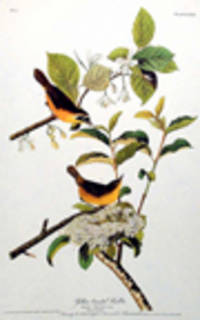 Yellow-breasted Warbler. From "The Birds of America" (Amsterdam Edition) [Pl.  23]