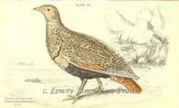The Naturalist's Library. Ornithology. Gallinaceous Birds Plate 24 Pterocles Arenaruis (The Banded Sand Grouse- Female) The Naturalist's Library. Ornithology. Gallinaceous Birds Plate 24 Pterocles Arenaruis (The Banded Sand Grouse- Female)