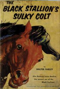 BLACK STALLION'S SULKY COLT
