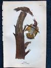 Plate 22 Flicker, from Report on the Birds of Pennsylvania (1890)
